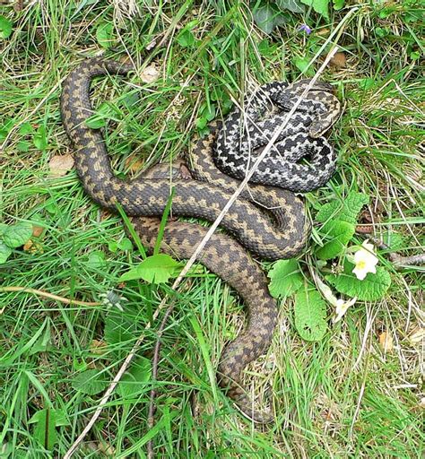 Image result for Snake Catching Adders