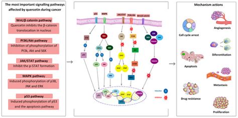 Recent Advances in Potential Health Benefits of Quercetin