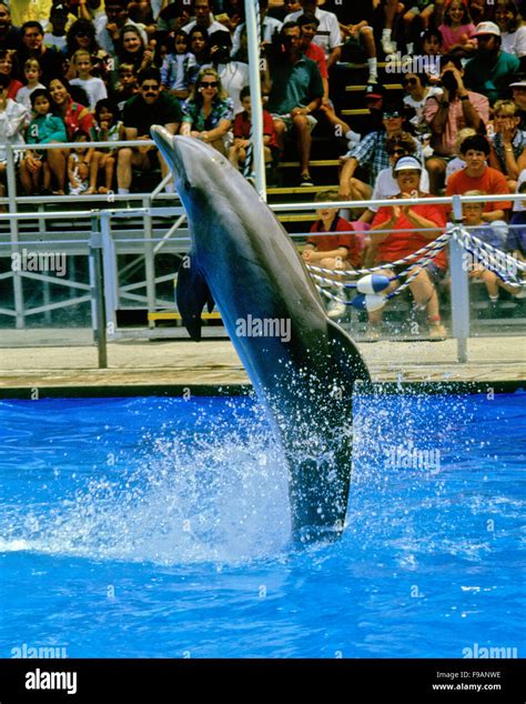 Bottlenose dolphins, the genus Tursiops, this is a captive dolphin in a marine park Stock Photo ...