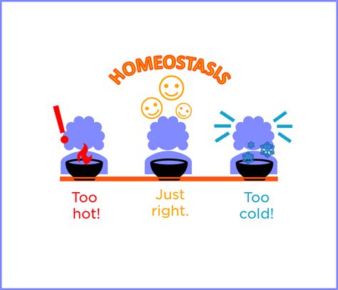 Image result for Feedback Loop for Homeostasis