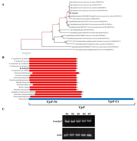The FomYjeF Protein Influences the Sporulation and Virulence of ...