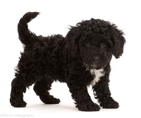 Black Poodle Puppy