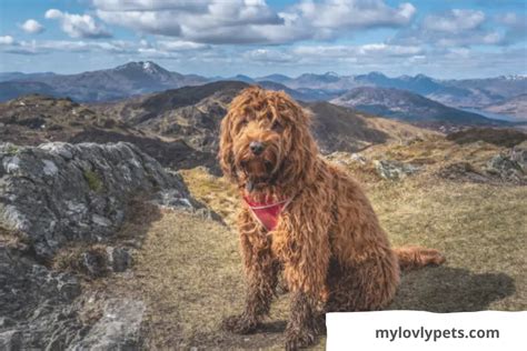 Image result for Flat Coat Cockapoo