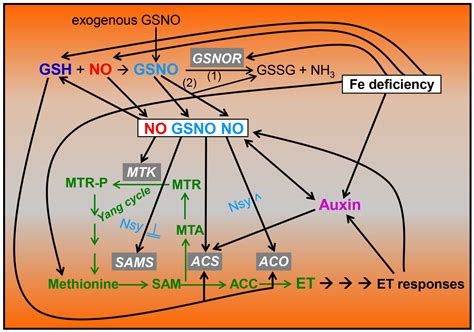 NO Is Not the Same as GSNO in the Regulation of Fe Deficiency Responses ...