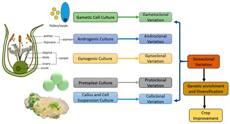 Genetic Variation In Plants