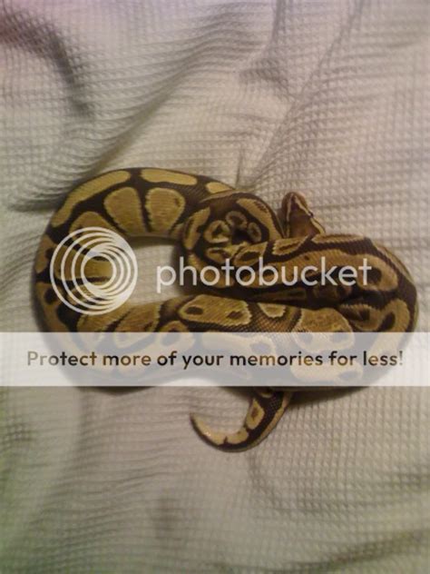 Image result for Royal Python Setup