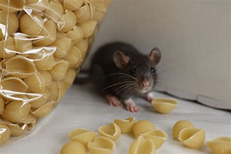 What Do Mice Eat? Foods That Attract Mice