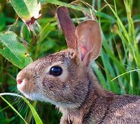 Image result for Eastern Cottontail Rabbit Melanoma