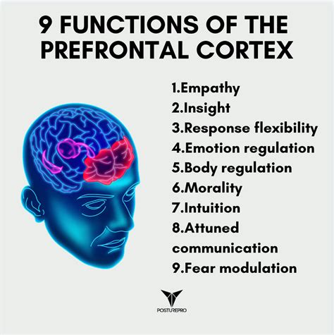 Prefrontal Cortex Function 的图像结果