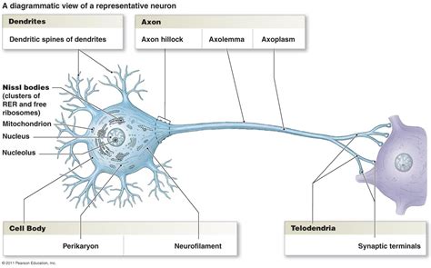 The Synapse Labeled 的图像结果