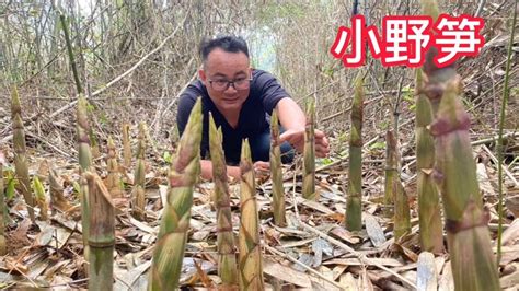 华农兄弟：挖点笋，再用改良版水车烤鸡，味道好极了-华农兄弟-华农兄弟-哔哩哔哩视频