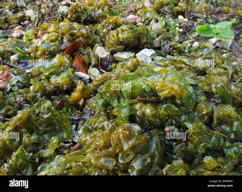 Phylum photosynthese boden boden gb -Fotos und -Bildmaterial in hoher Auflösung – Alamy