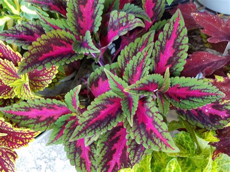 What To Plant With Coleus