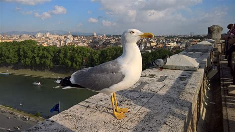 Fotos gratis : Roma, animal, pájaro, pico, Gaviota occidental, Gaviota ...