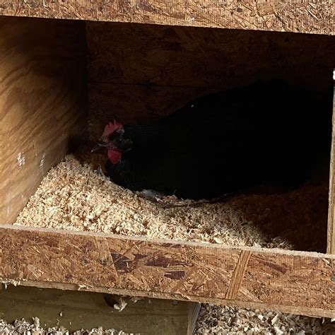 Silver Fox Ranch (@ranchsilverfox) • Instagram photos and videos