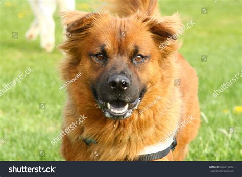 Chow Chow Shepherd Lab Mix
