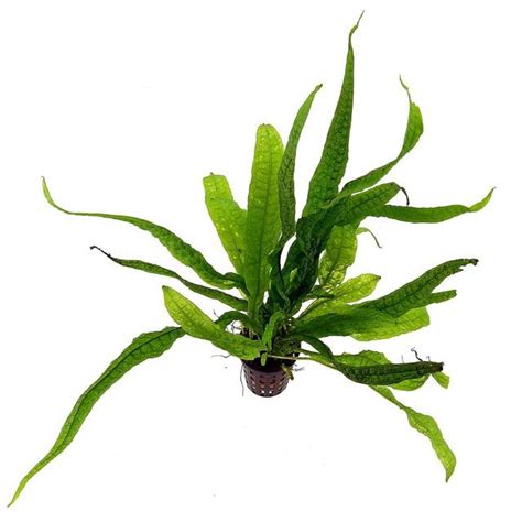 Microsorum Pteropus | Narrow Leaf Fern | Philippine Fern | Live Aquatic ...