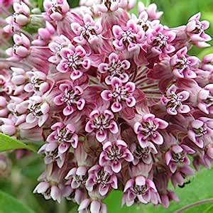 Futaba Asclepias Syriaca Flower Seeds-Purple-30Pcs : Amazon.in: Garden ...