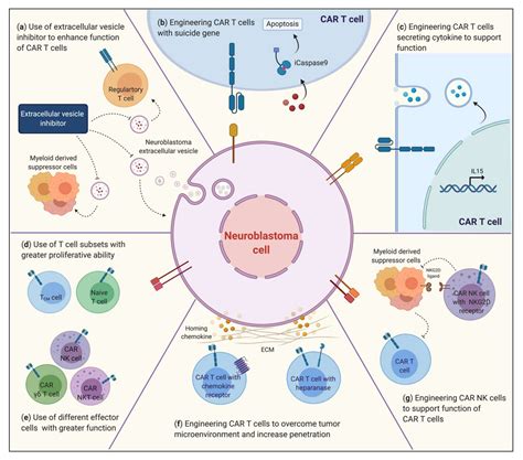 Strategies to Improve Chimeric Antigen Receptor Therapies for Neuroblastoma