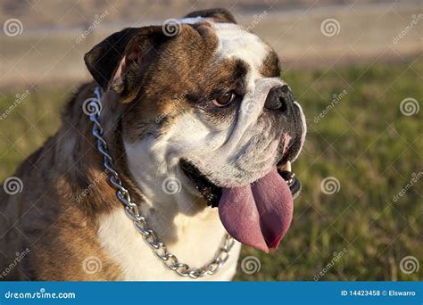 Brindle English Bulldog stock photo. Image of happy, bull - 14423458