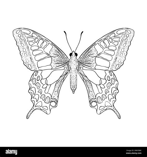 Image result for Hand Drawn Simple Butterfly
