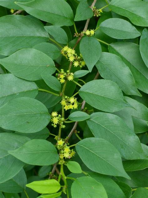 Colubrina elliptica - naked-wood, soldier wood | Fairchild Botanic Garden