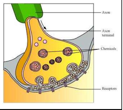 Control and Coordination ncert solution class 10 Science