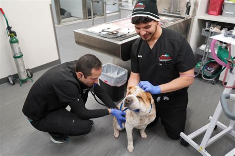 About — Roadrunner Veterinary Emergency & Specialty Hospital