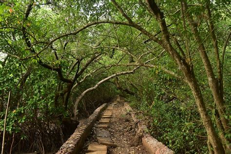 LetsGoa - Salim Ali Bird Sanctuary Goa | Backwater Boat Experience