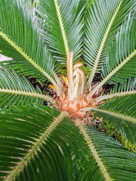 Sago Palm Tree