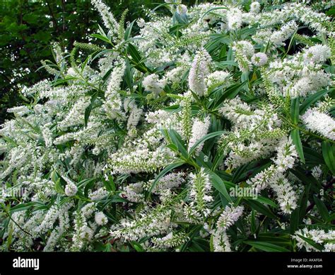 Hebe salicifolia White flowering evergreen shrub Stock Photo - Alamy