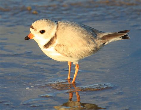 Featured Coastal Animal — Save Coastal Wildlife