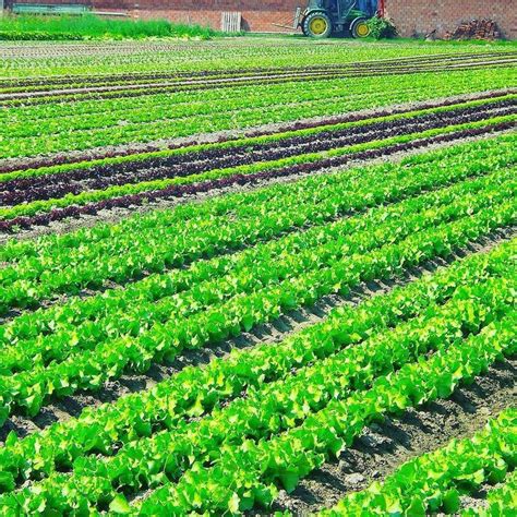 Local Farm Produce 的图像结果