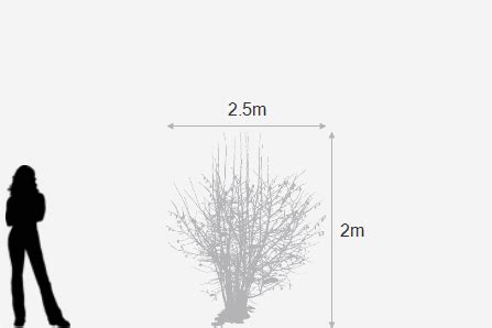 Buy oak-leaved hydrangea Hydrangea quercifolia 'Snowflake ('Brido ...