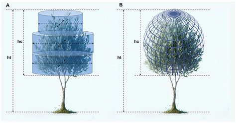 Evaluation of Canopy Growth in Rainfed Olive Hedgerows Using UAV-LiDAR