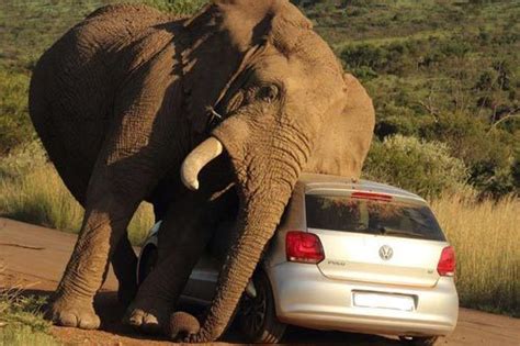 南非一大象瘙痒难耐 趴汽车蹭痒吓坏乘客(图)_荆楚网