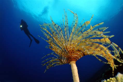 How much of the ocean has been explored? Surprisingly little