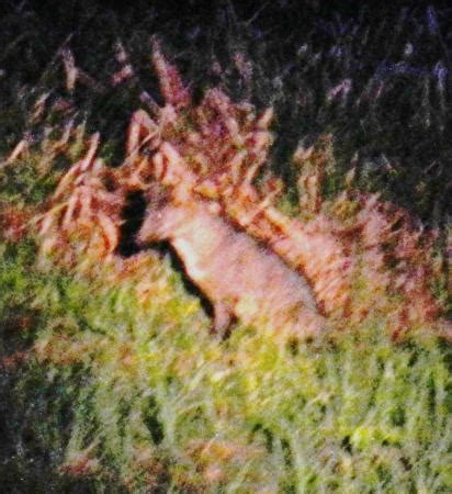 Argo - Ecoturismo no Pantanal Sul (Miranda) - 2021 What to Know Before ...