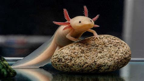 Do Axolotls Live In The Ocean?