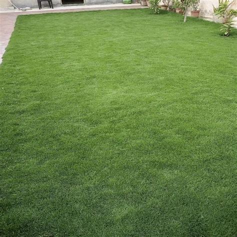 Natural Grass - Natural Garden Grass Italian Manufacturer from New Delhi