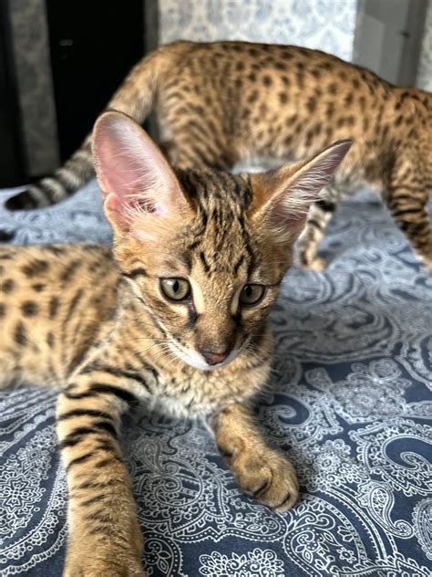 Available F2 Savannah Cats for Sale | F1 Savannah Cat Breeder — F1 ...