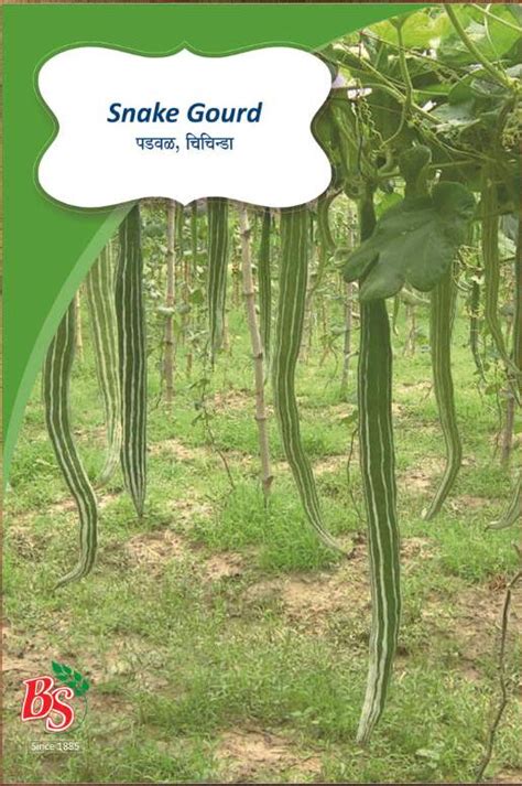 Buy Snake Gourd Seeds (Padval) Online – Bombay Seeds
