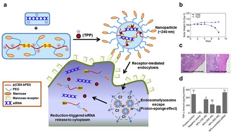 Oral Nanomedicines for siRNA Delivery to Treat Inflammatory Bowel Disease