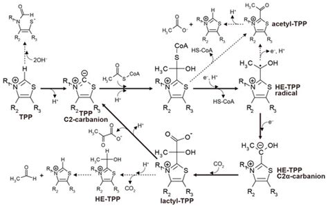 Origin of the Reductive Tricarboxylic Acid (rTCA) Cycle-Type CO2 ...