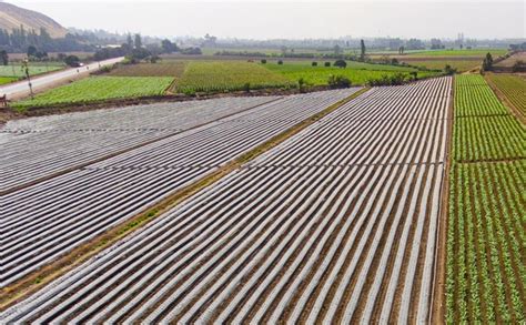 Netafim Services: Enhancing Agricultural Productivity Using Irrigation ...