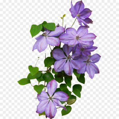 Clematis Drawing PNG Photos CHKHJKK8 - Pngsource