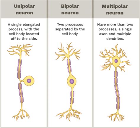Neural Control and Coordination Chapter Notes - Biology Class 11 - NEET