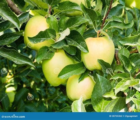 Golden Delicious Apples in the Tree Stock Photo - Image of growing ...