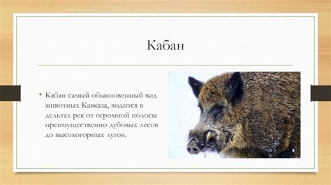 Географический регион Кавказ