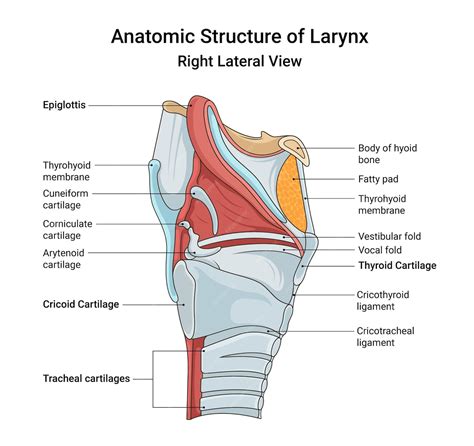Sketch Of Larynx